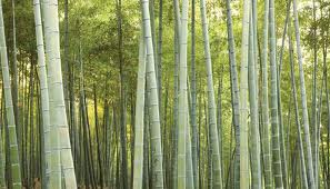 bamboo 3